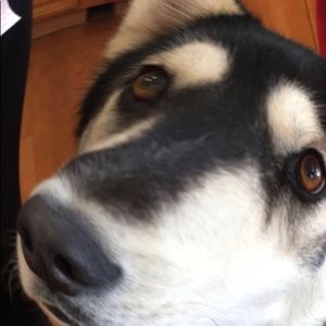 Meet your Posher, Samson